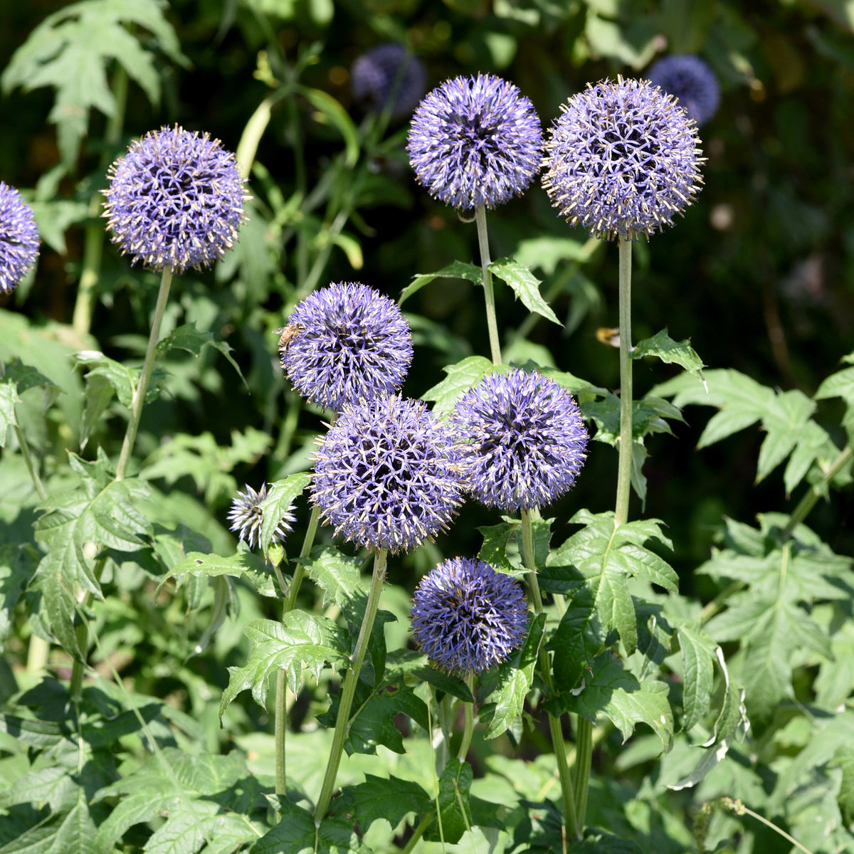 Echinops ritro - Kogeldistel 'Boule Azurée' - Bloemzaden voor perken en borders