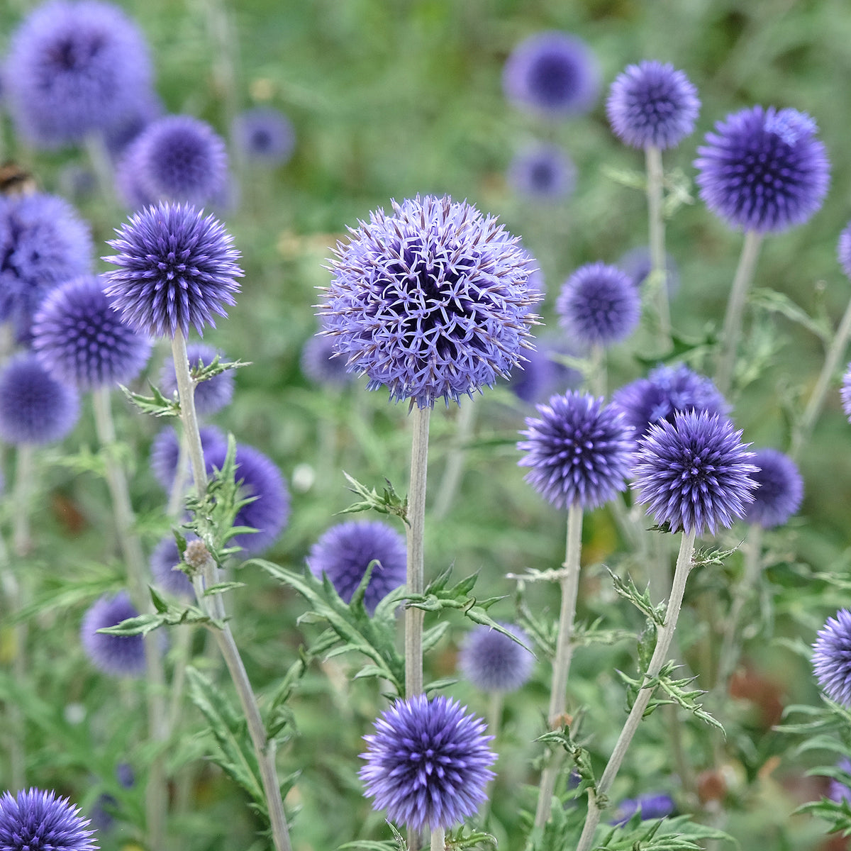 Kogeldistel 'Boule Azurée' - Bakker