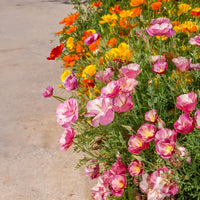 Slaapmutsje Mix 'Bridal Bouquet' - Eschscholzia californica - Bakker