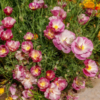 Slaapmutsje Mix 'Bridal Bouquet' - Bakker