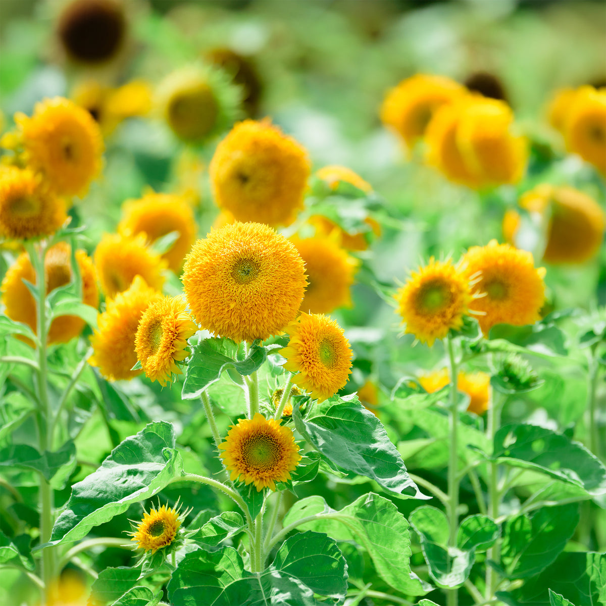 Helianthus annuus teddy bear - Zonnebloem 'Teddy Bear' - Eenjarige bloemzaden
