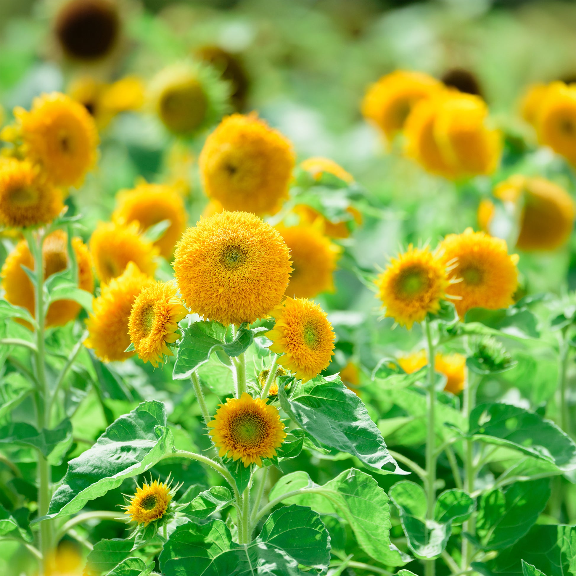 Helianthus annuus teddy bear - Zonnebloem 'Teddy Bear' - Eenjarige bloemzaden