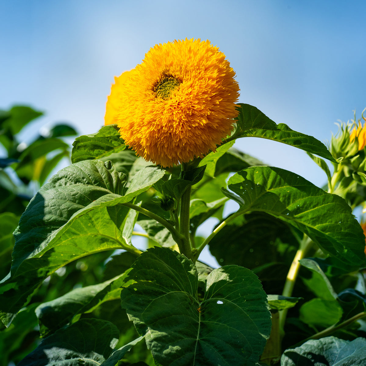Zonnebloem 'Teddy Bear' - Bakker