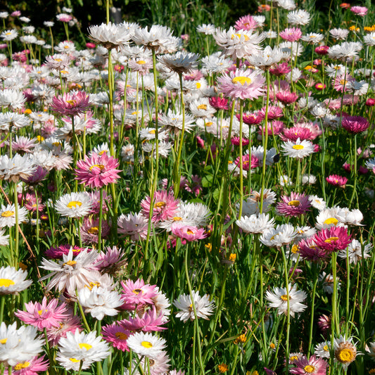 Zonnestrobloem Mix - Bakker