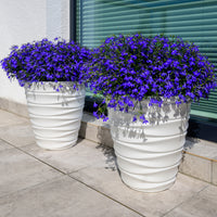 Tuinlobelia 'William' - Bakker