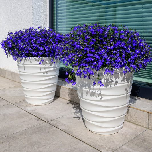 Tuinlobelia 'William' - Bakker