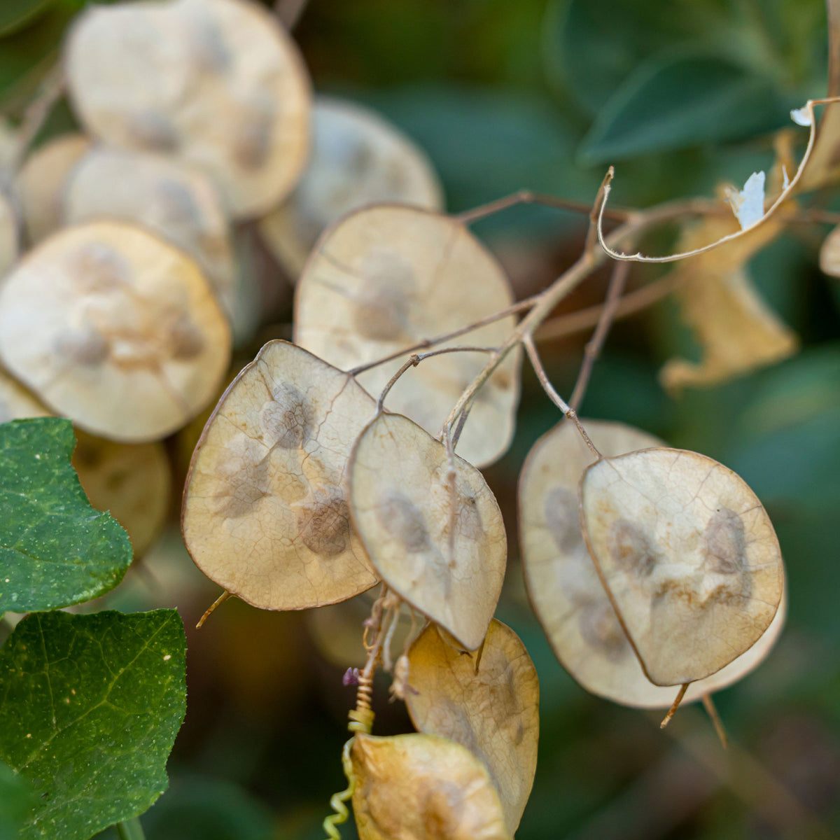 Judaspenning Mix - Lunaria biennis annua - Bakker
