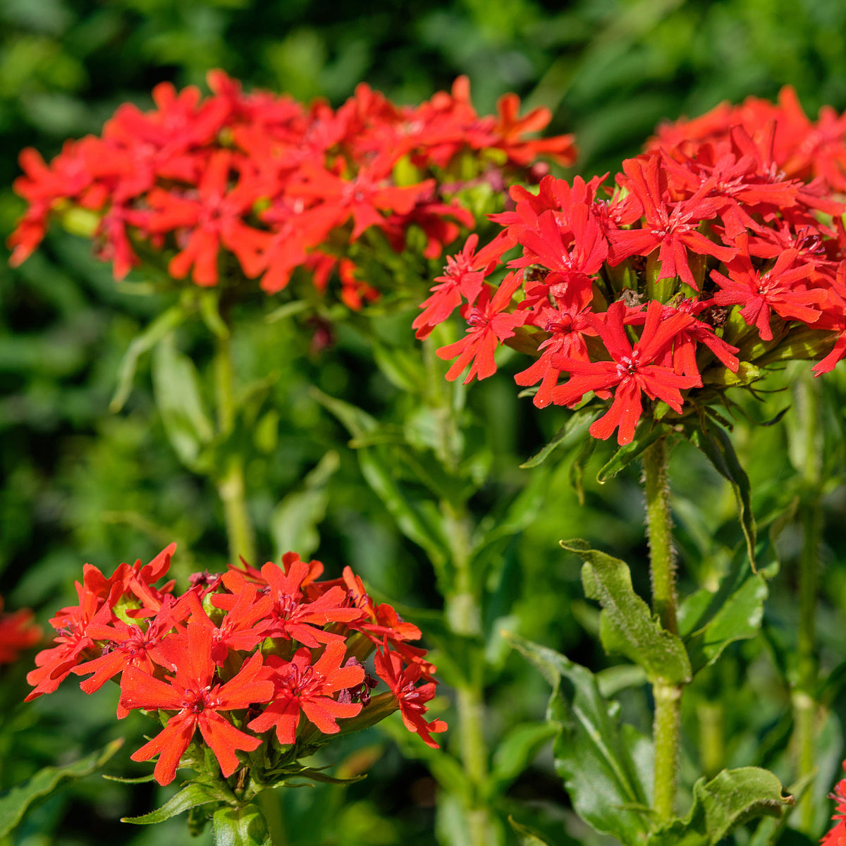 Lychnis chalcedonica - Brandende liefde - rood - Bloemzaden voor perken en borders