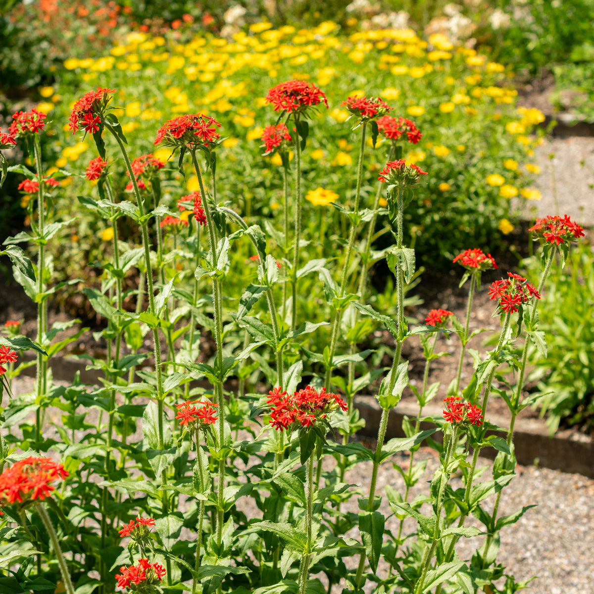Brandende liefde - rood - Lychnis chalcedonica - Bakker
