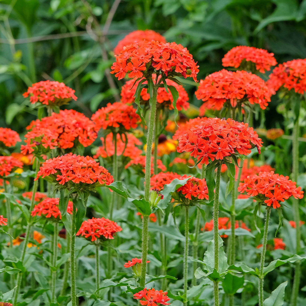 Bloemzaden voor perken en borders - Brandende liefde - rood - Lychnis chalcedonica