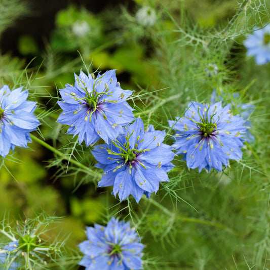Juffertje-in-het-groen 'Miss Jekyll Blue' - Bakker