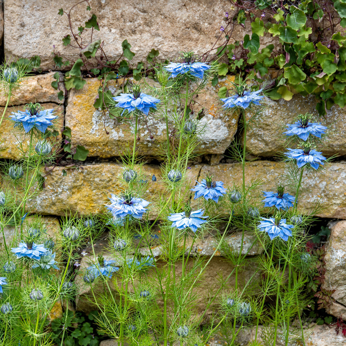 Juffertje-in-het-groen 'Miss Jekyll Blue' - Nigella damascena - Bakker