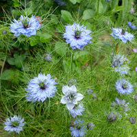 Nigella damascena - Juffertje-in-het-groen 'Miss Jekyll Blue' - Bloemzaden voor perken en borders