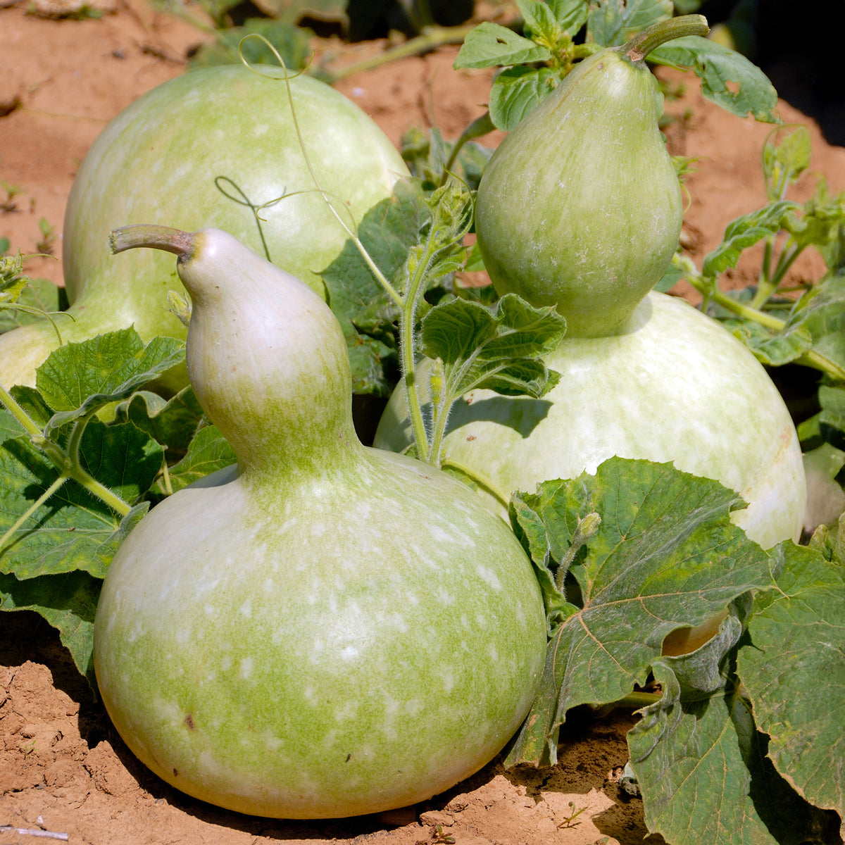 Flessenplant Cucurbita lagenaria - Bakker