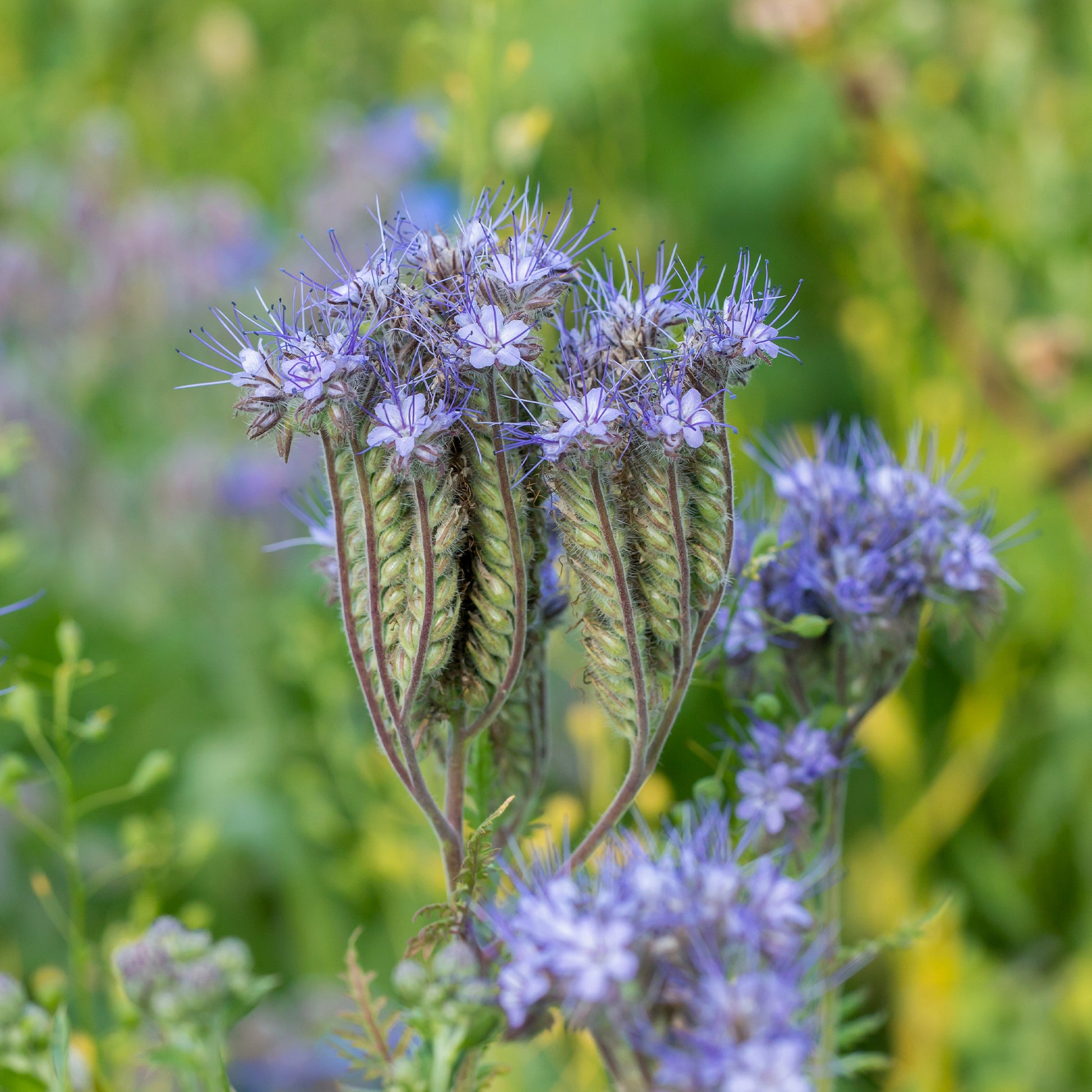Bijenvoer - BIO - Phacelia tanacetifolia - Bakker