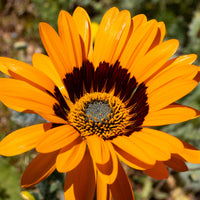 Venidium Prince of Orange - Bakker