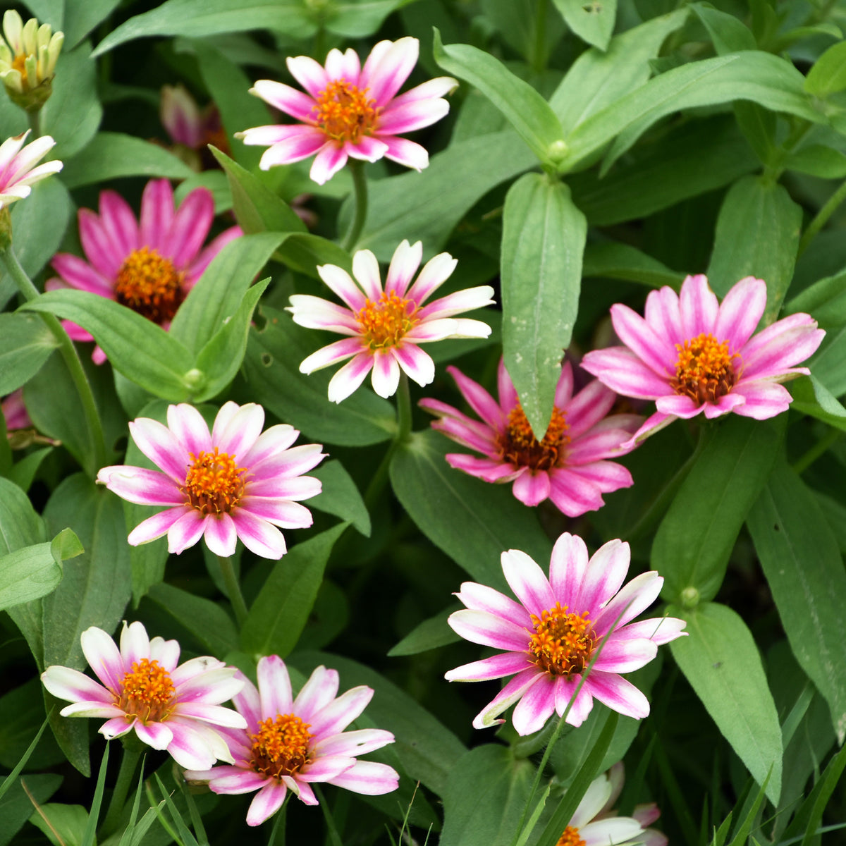 Bloemzaden voor perken en borders - Dubbelbloemige Zinnia Mix 'Caroussel' - Zinnia elegans