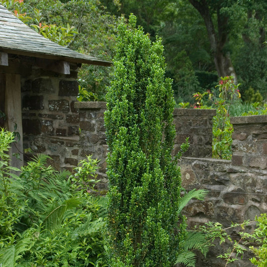 Japanse hulst 'Fastigiata' - Bakker