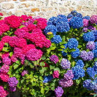 Collectie rode en blauwe hortensia's (x4) - Hydrangea macrophylla - Bakker