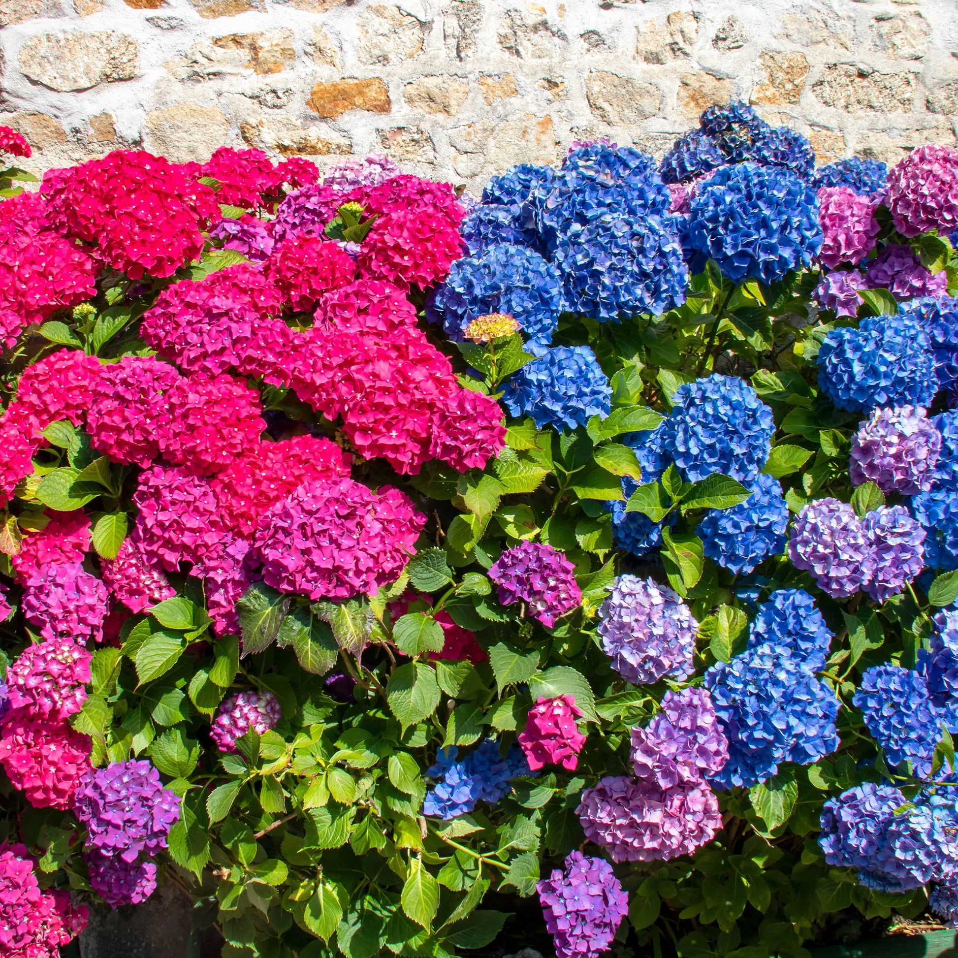 Collectie rode en blauwe hortensia's (x4) - Hydrangea macrophylla - Bakker