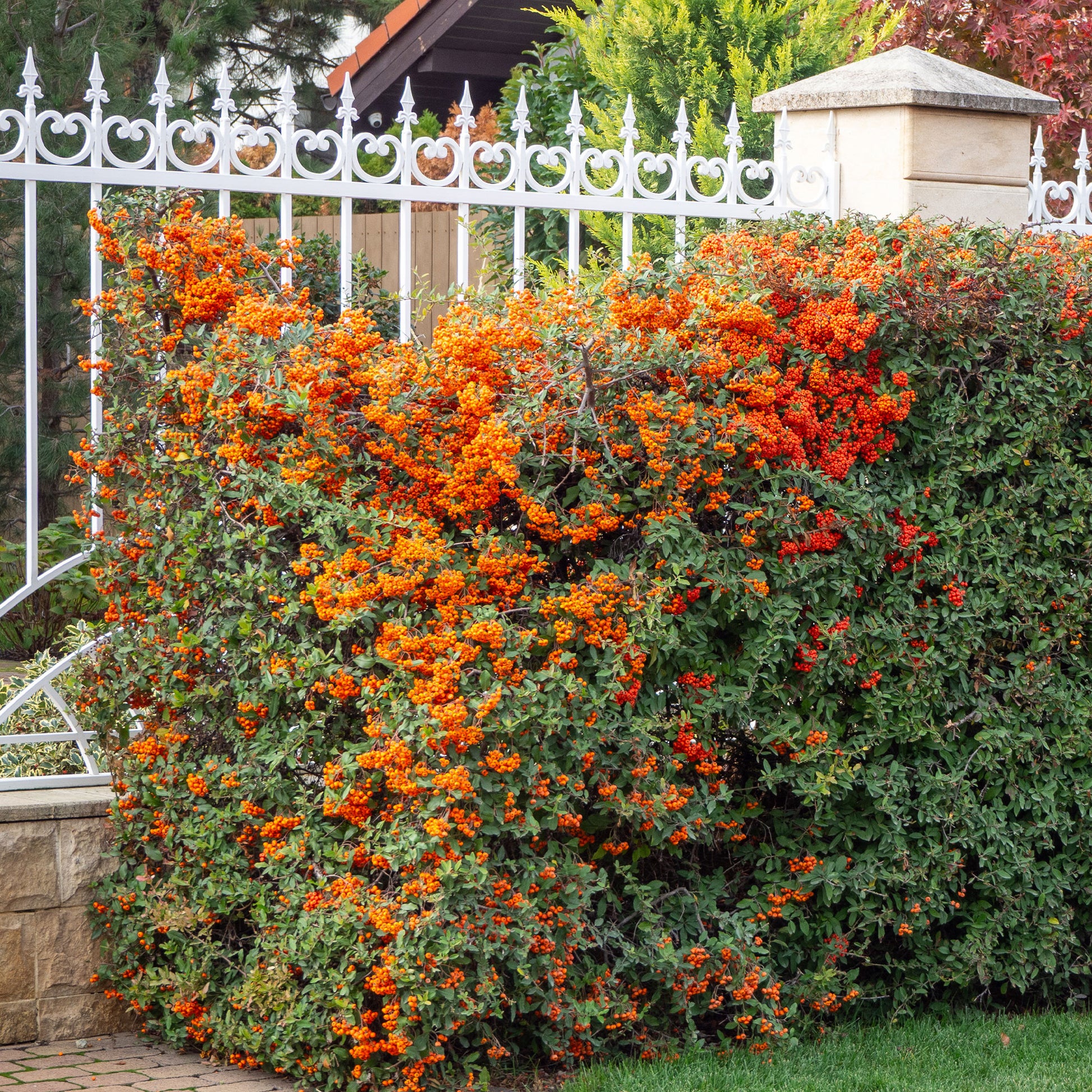 Vuurdoorn 'Saphyr® Orange Cadange' - Pyracantha  saphyr ® orange'cadange' - Bakker