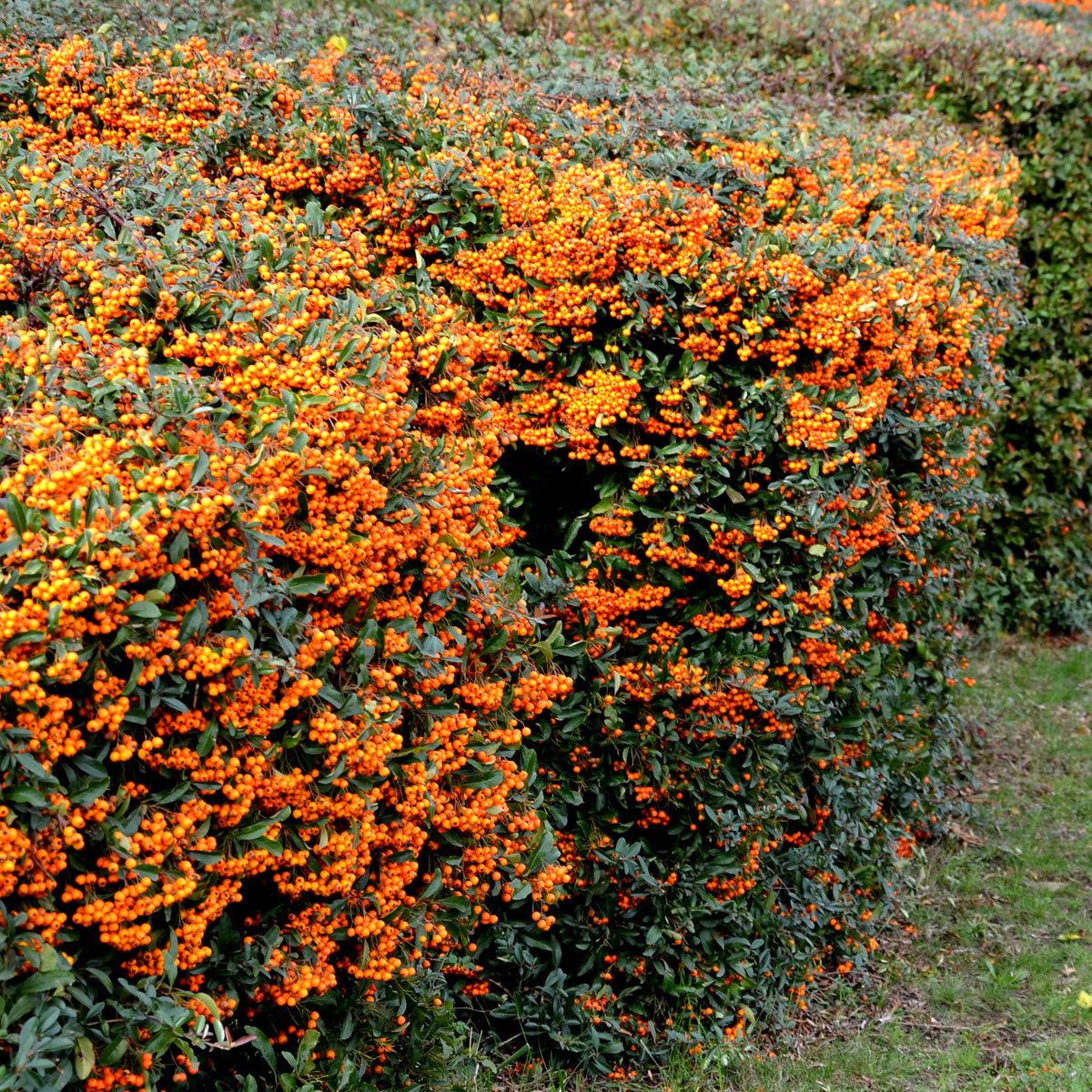 Pyracantha  saphyr ® orange cadange - Vuurdoorn 'Saphyr® Orange Cadange' - Wintergroene planten