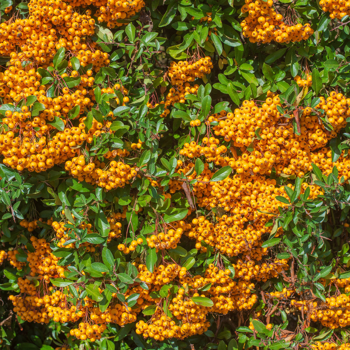 Vuurdoorn 'Saphyr® Orange Cadange' - Pyracantha  saphyr ® orange cadange - Bakker