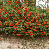 Vuurdoorn 'Saphyr® Rouge Cadrou' - Pyracantha  saphyr ® rouge'cadrou' - Bakker