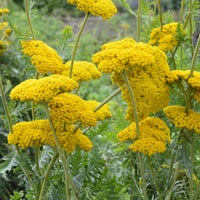 Duizendblad Cloth of Gold - Achillea filipendulina Cloth of Gold - Bakker
