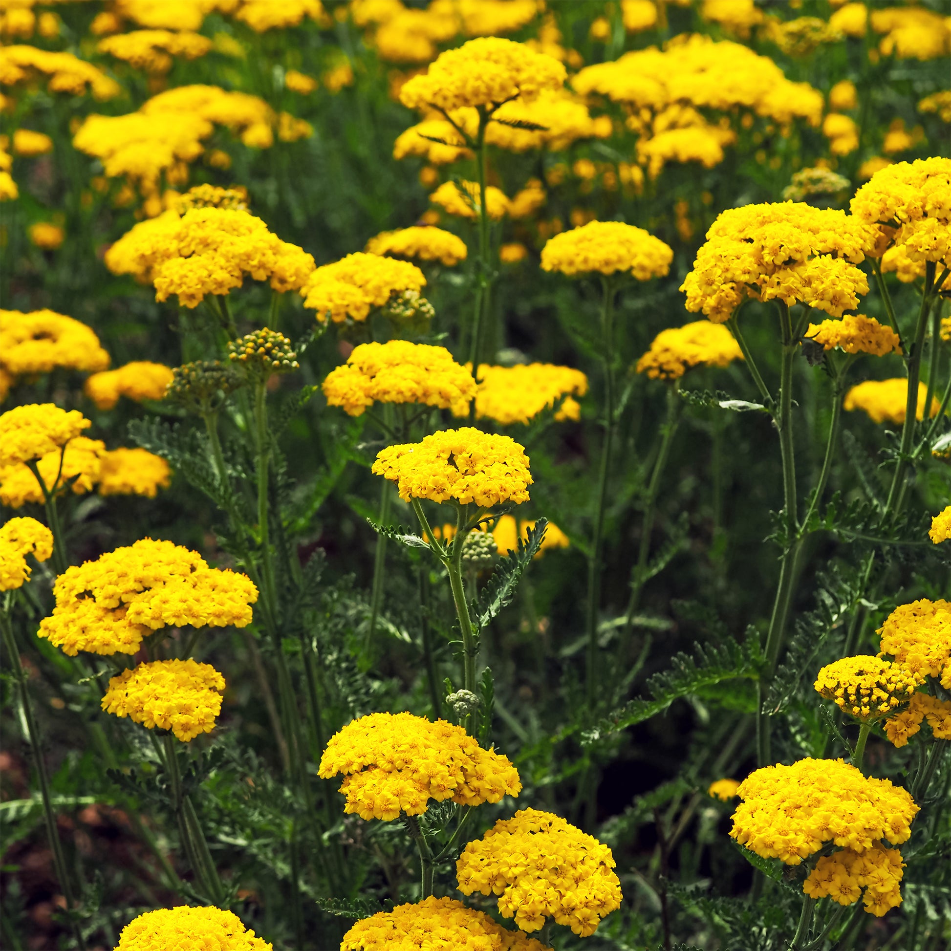 Verkoop Duizendblad Cloth of Gold - Achillea filipendulina Cloth of Gold