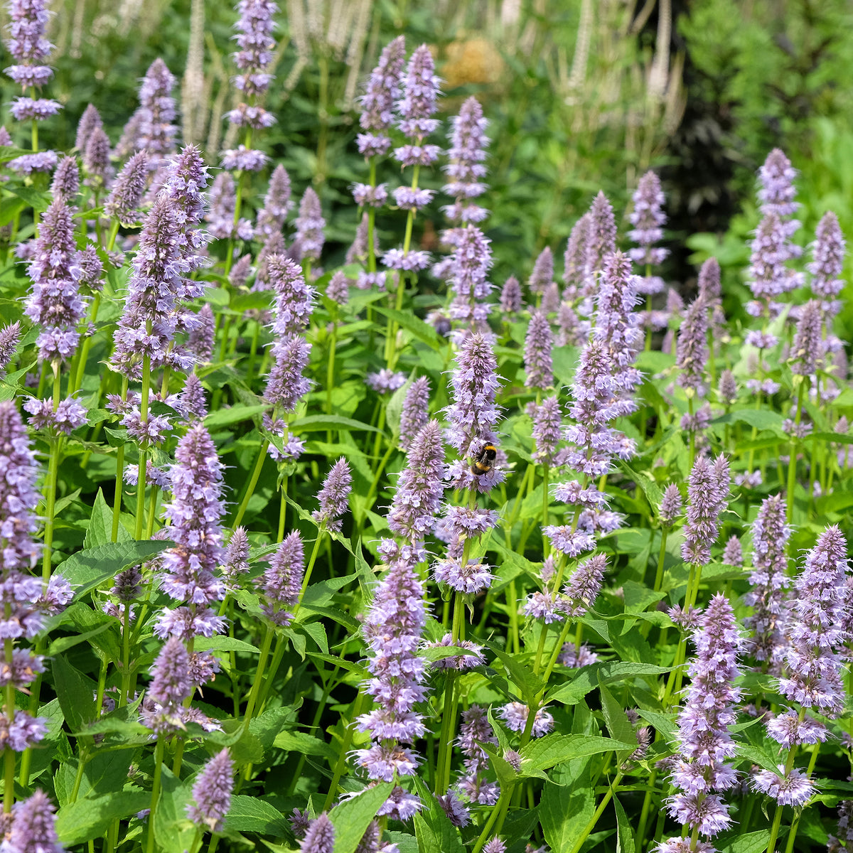 Dropplant - Agastache foeniculum - Bakker