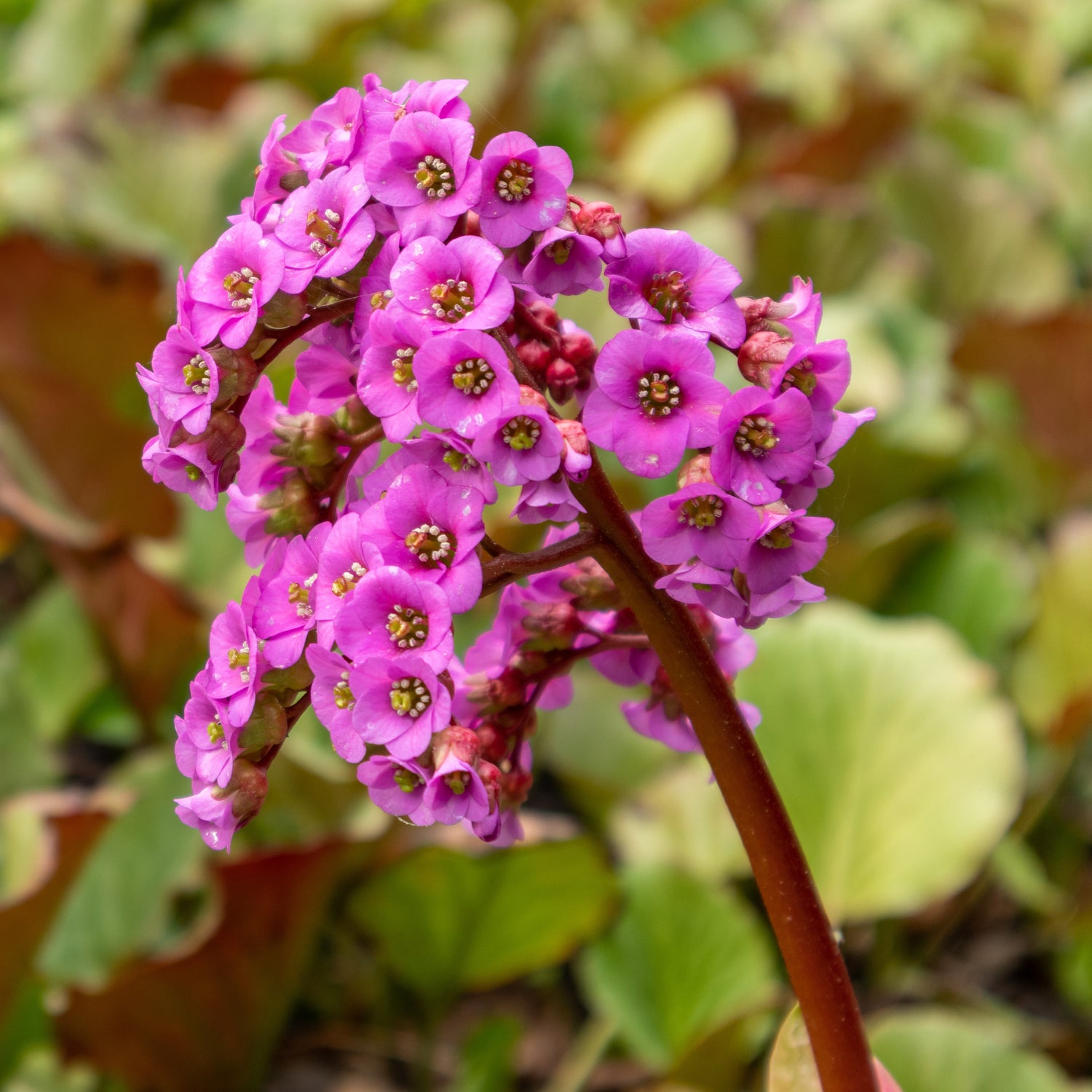 Bergenia purpurascens - Purperen bergénie