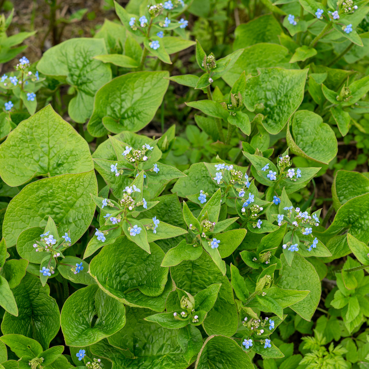 Brunnera sibirica - Kaukasische vergeet-mij-niet - Buglosse de Sibérie - Vaste planten
