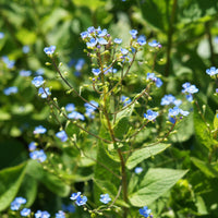 Kaukasische vergeet-mij-niet - Buglosse de Sibérie - Brunnera sibirica - Bakker
