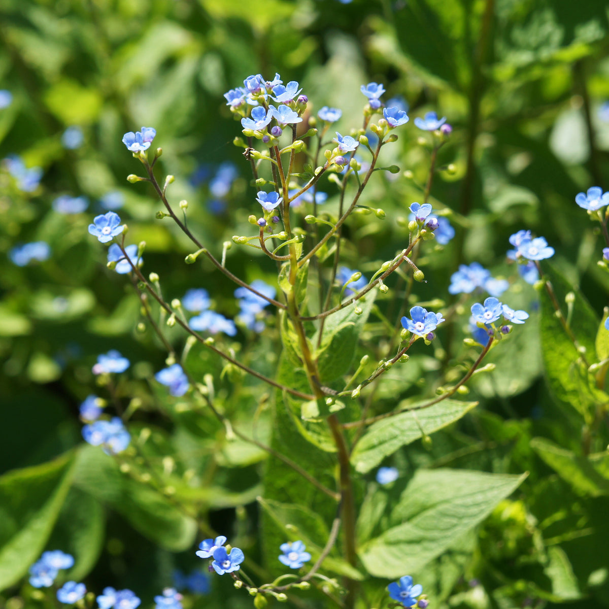 Kaukasische vergeet-mij-niet - Buglosse de Sibérie - Brunnera sibirica - Bakker
