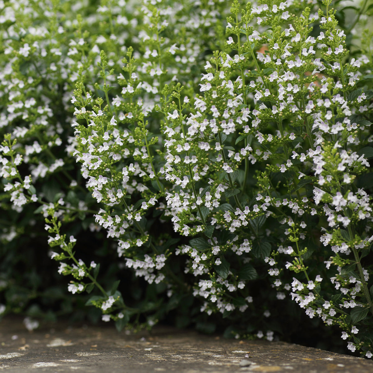 Bergsteentijm Clinopodium nepeta - Calamintha nepeta subsp. nepeta - Bakker
