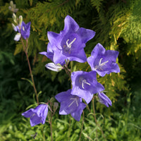 Klokjesbloem - Prachtklokje (x3) - Campanula persicifolia