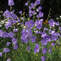 Campanula persicifolia - Prachtklokje (x3) - Klokjesbloem