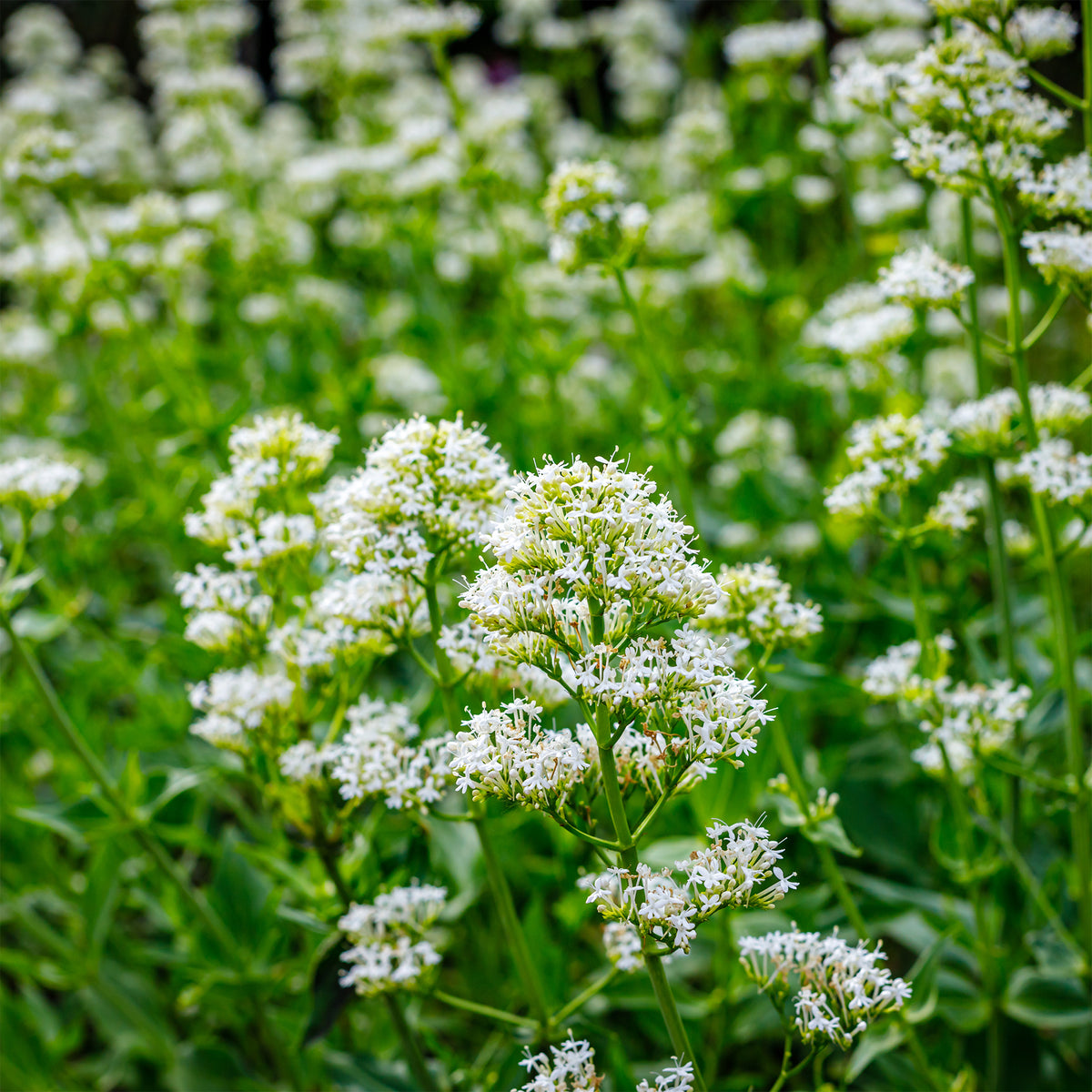 Witte valeriaan 'Albus' - Bakker