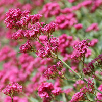 Spoorbloem - rood