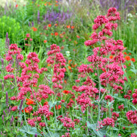 Spoorbloem - rood