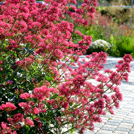 Slangebaard Coccineus - Bakker