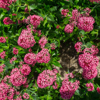 Centranthus ruber coccineus - Slangebaard Coccineus - Vaste planten