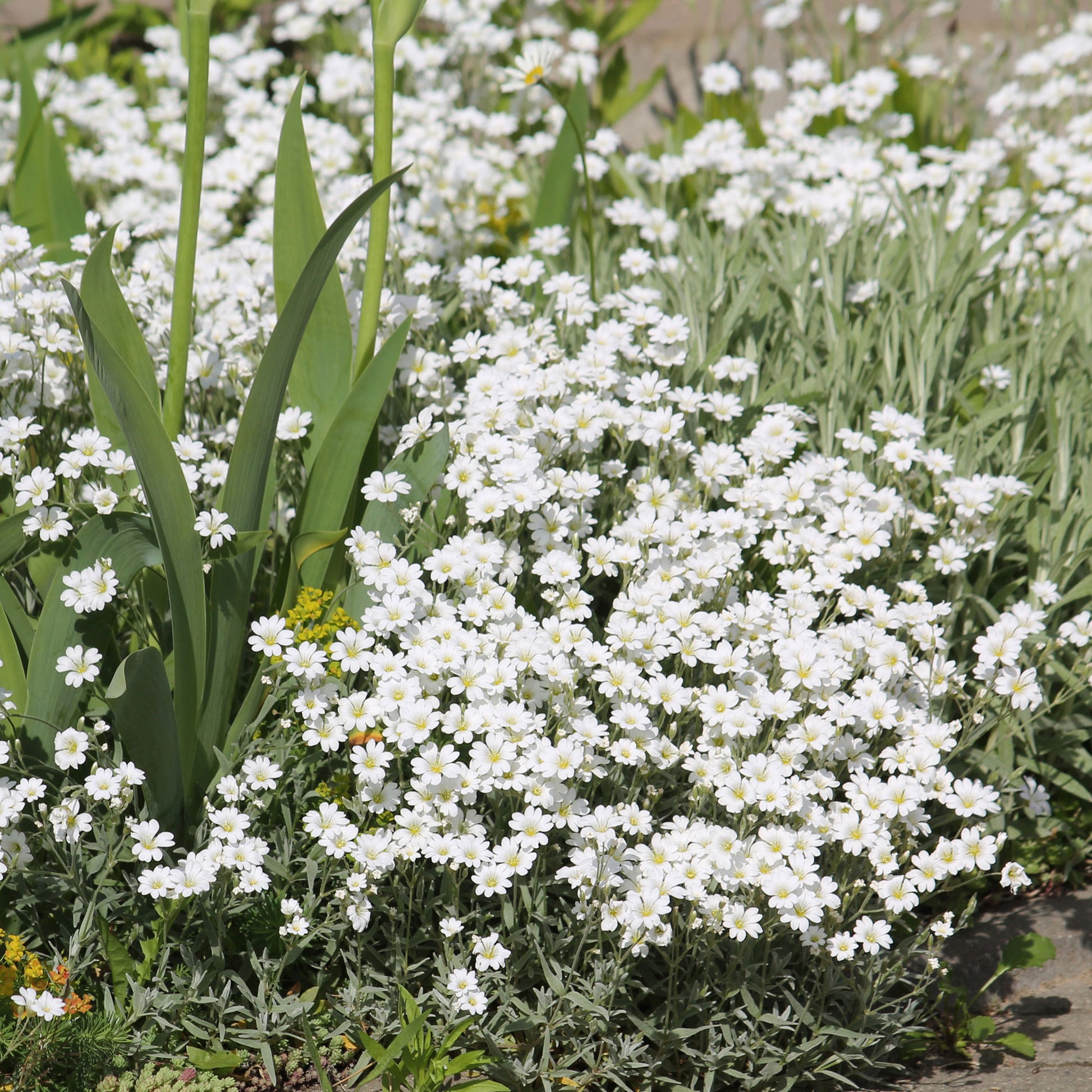 Hoornbloem - Cerastium biebersteinii - Bakker