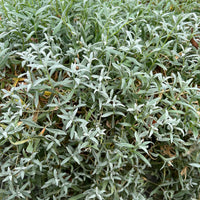 Cerastium biebersteinii - Hoornbloem - Vaste planten