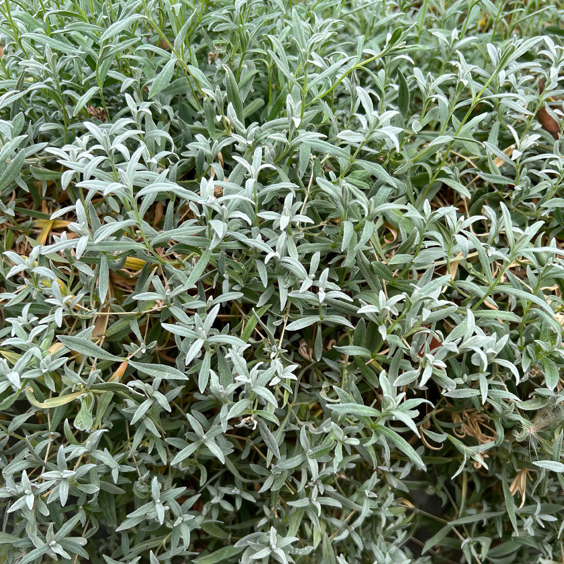 Cerastium biebersteinii - Hoornbloem - Vaste planten