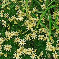 Coreopsis verticillata Moonbeam - Meisjesogen Moonbeam - Meisjesogen