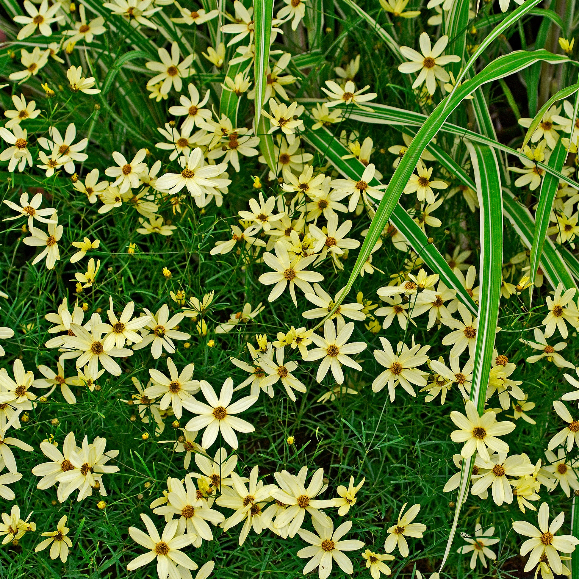 Coreopsis verticillata Moonbeam - Meisjesogen Moonbeam - Meisjesogen