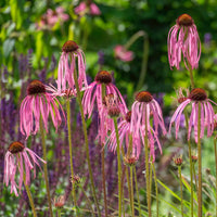 Zonnehoed pâle Zonnehoed - Echinacea pallida - Bakker