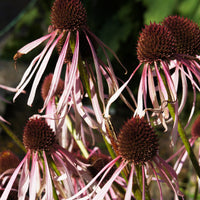 Egelzonnehoed Hula Dancer - Echinacea pallida Hula Dancer - Bakker